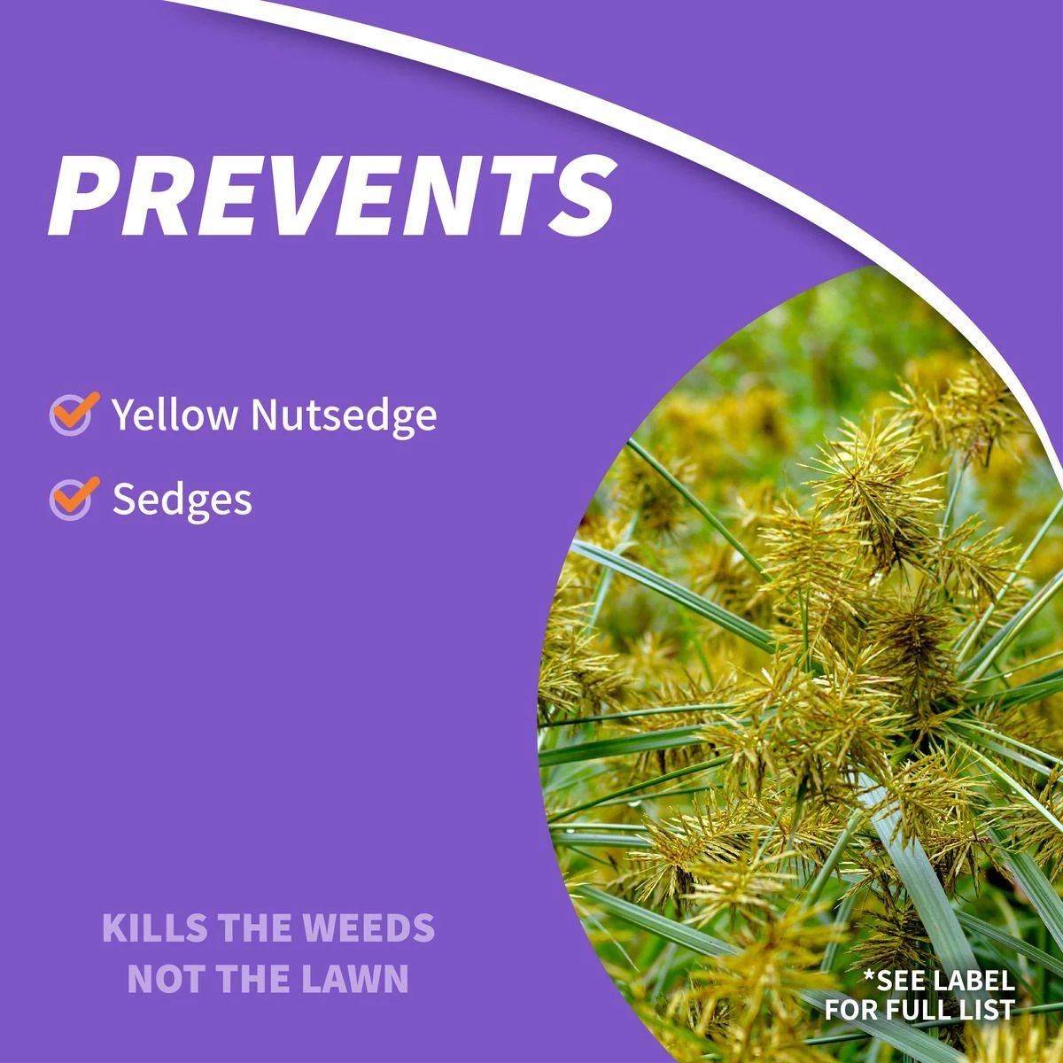 BONIDE Sedge Ender® Concentrate, 16 oz 6 BONIDE Sedge Ender® Concentrate, 16 oz - Image 4