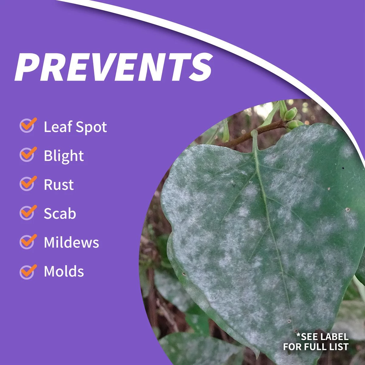 BONIDE Fung-onil Fungicide Ready-To-Use, 32 oz 6 BONIDE Fung-onil Fungicide Ready-To-Use, 32 oz - Image 4